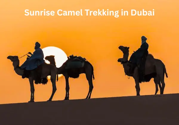 Sunrise Camel Trekking in Dubai 8 Sunrise Camel Trekking in Dubai